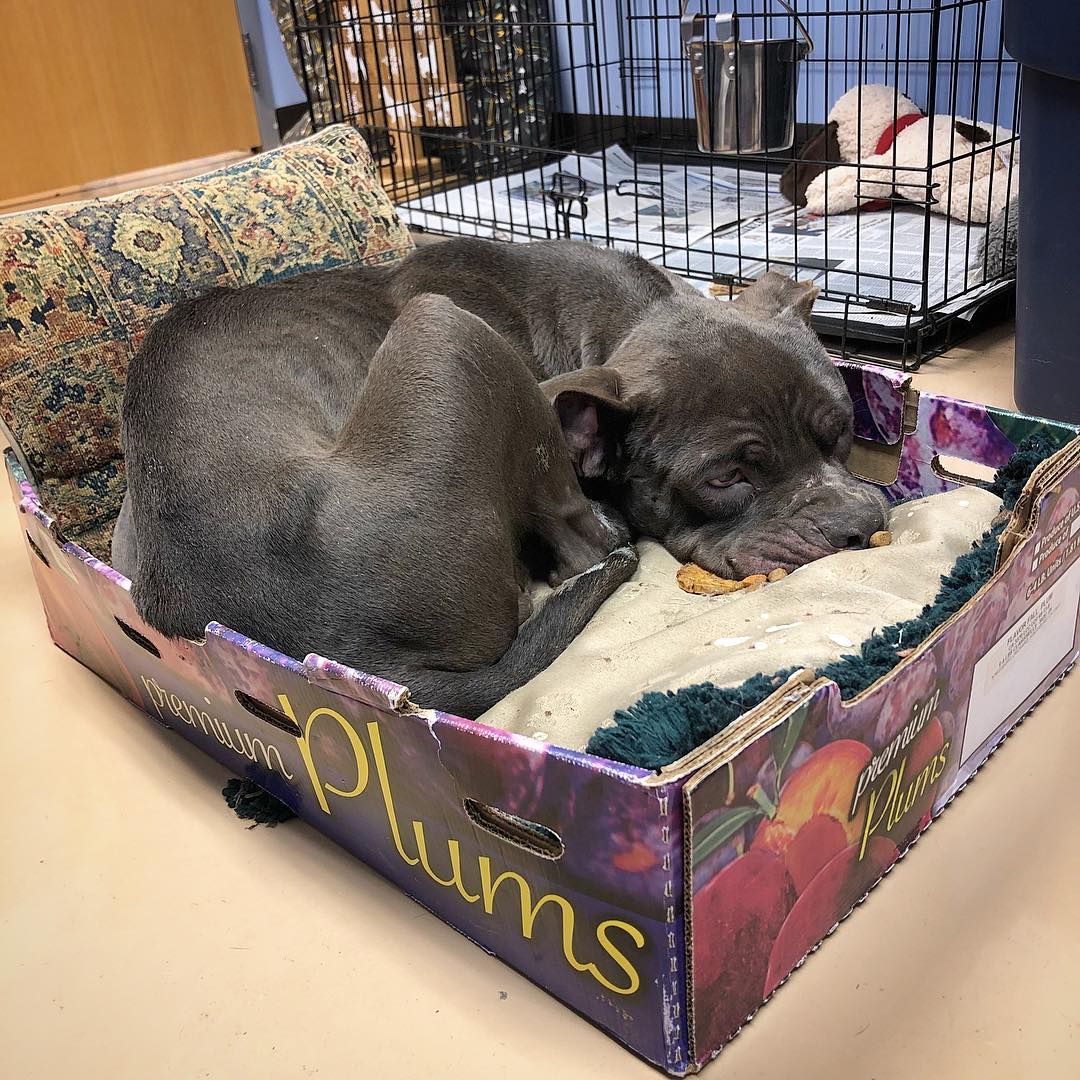 terrified dog in box of plum