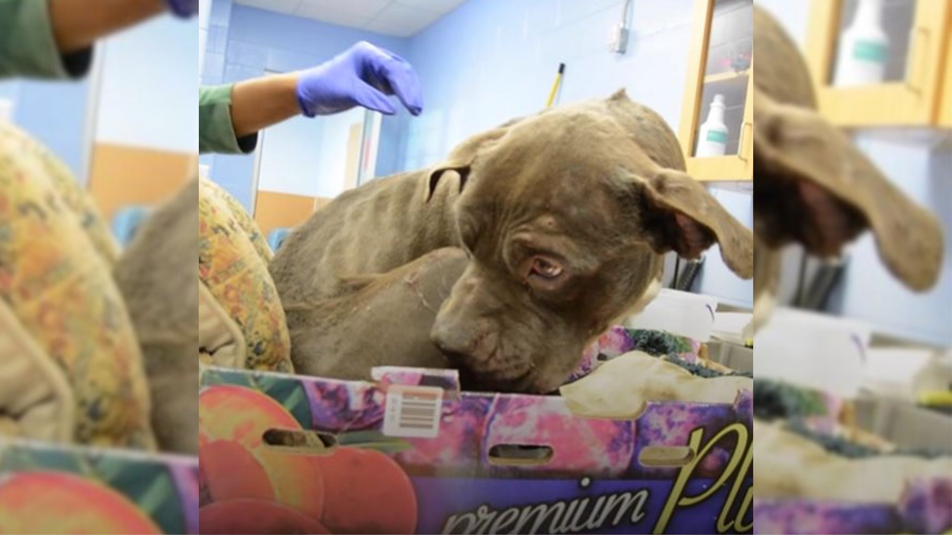 This Abandoned Pup Was So Scared Of Other People That He Refused To Step Out Of His Box