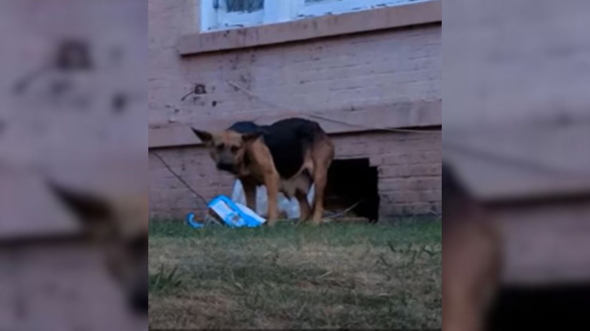 Terrified Mama And Papa Dog Hide Their Five Adorable Puppies In A Historic Mansion 