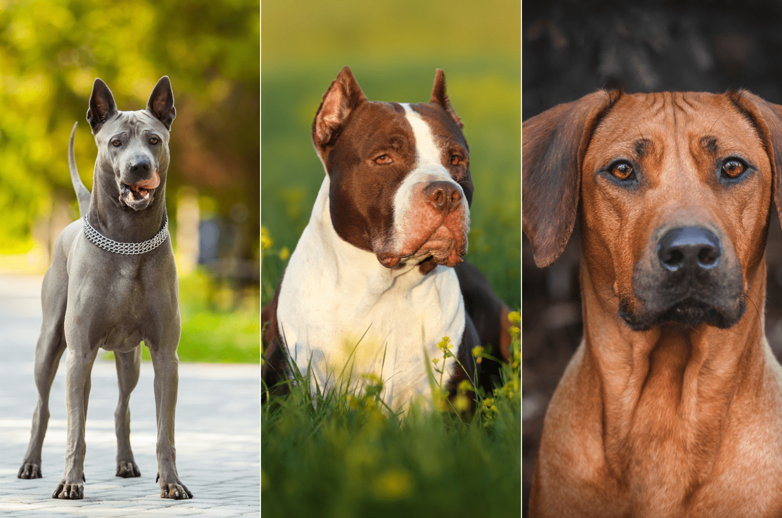 thai ridgeback pitbull rhodesian ridgeback