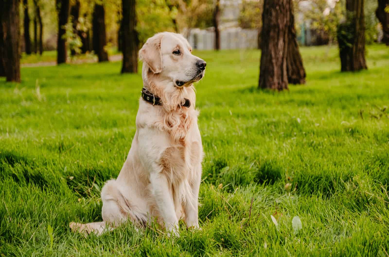 The 10 Best Golden Retriever Breeders In Minnesota