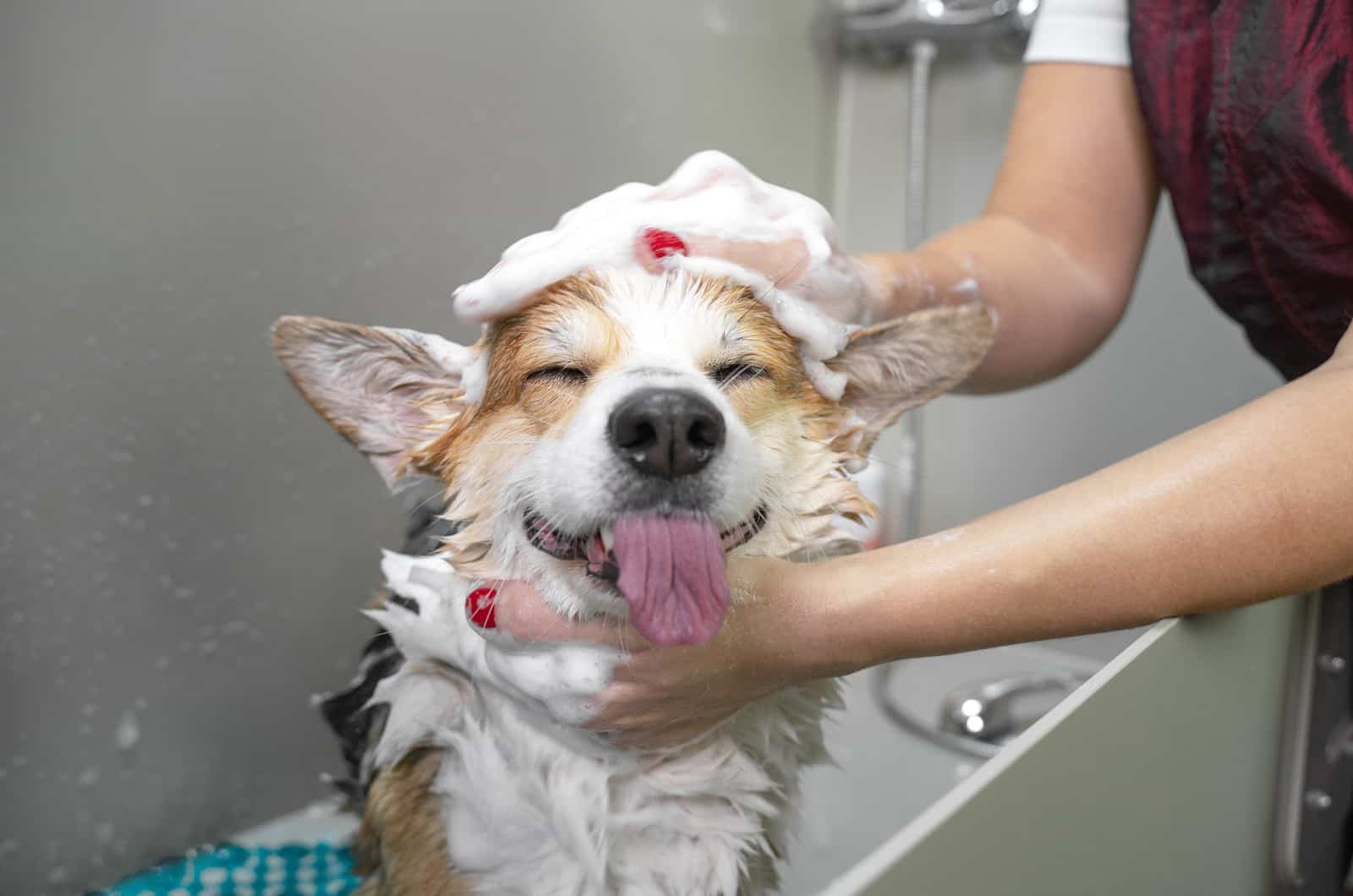 The 10 Safest And Best Shampoos For Corgi Dogs