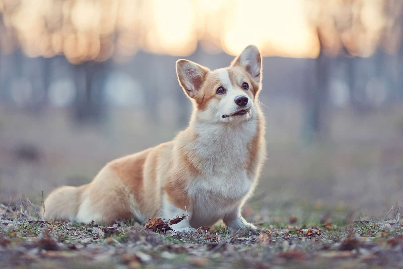 The 3 Most Reputable Corgi Breeders In Ontario