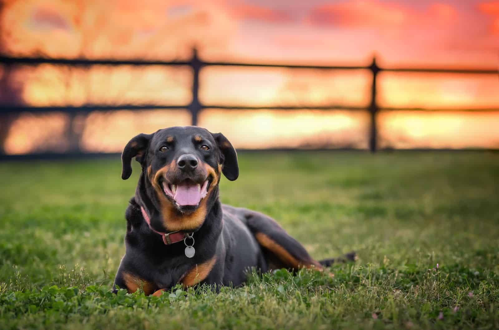 The 3 Types Of Rottweilers: An Extensive Guide