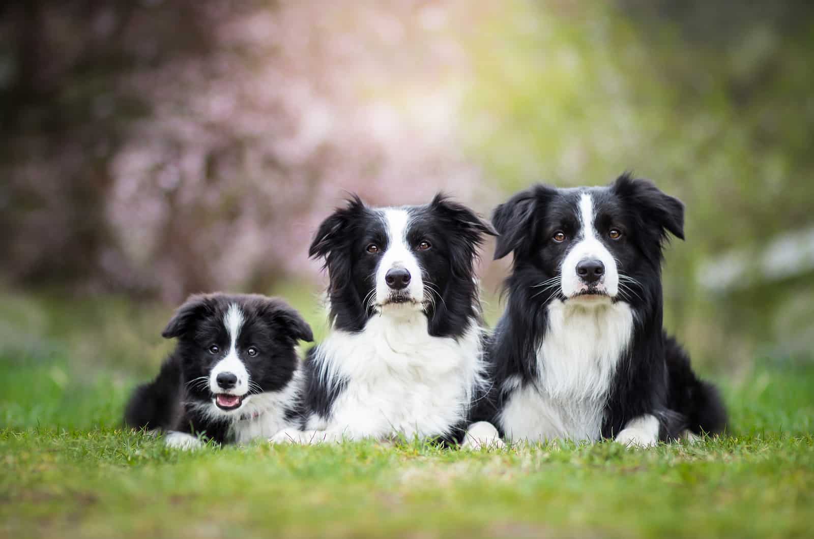 The 3 Best Border Collie Breeders In The UK