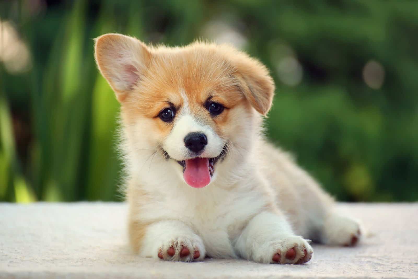 The 5 Best Corgi Breeders In Georgia