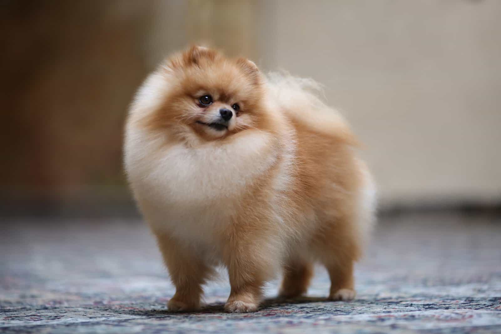 The 5 Best Pomeranian Breeders In Ontario