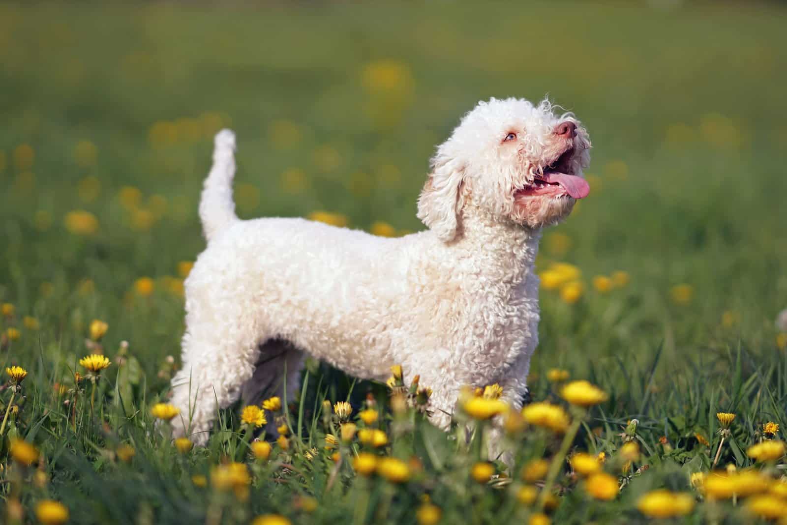 The 6 Best Lagotto Romagnolo Breeders In The U.S.