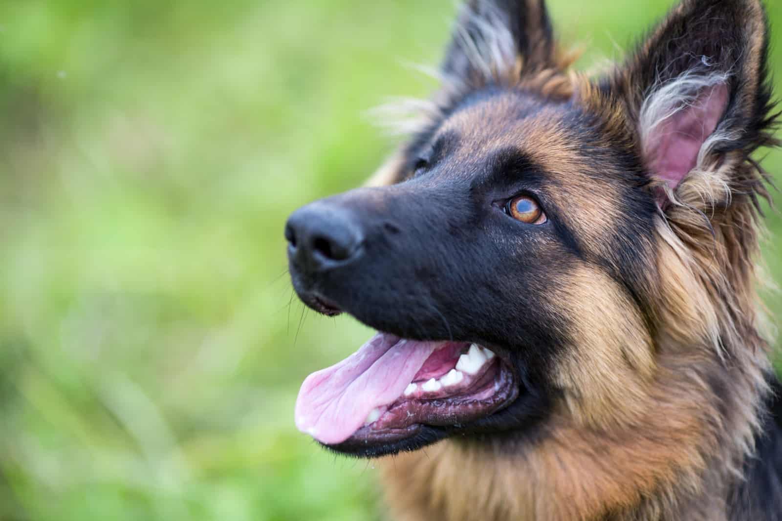 The 7 Curious Causes For Your German Shepherd’s Groaning