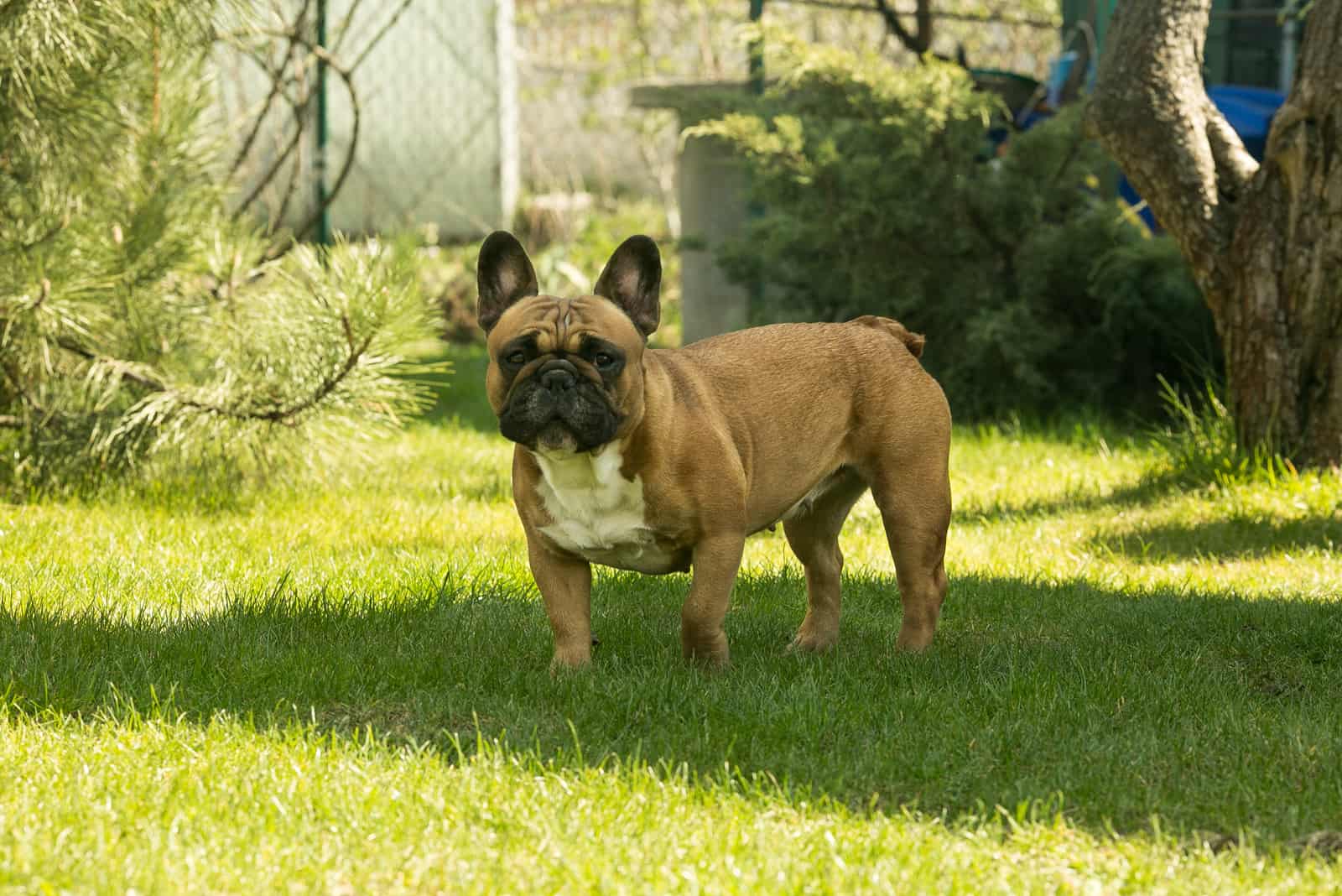 The 8 Best French Bulldog Breeders In Minnesota