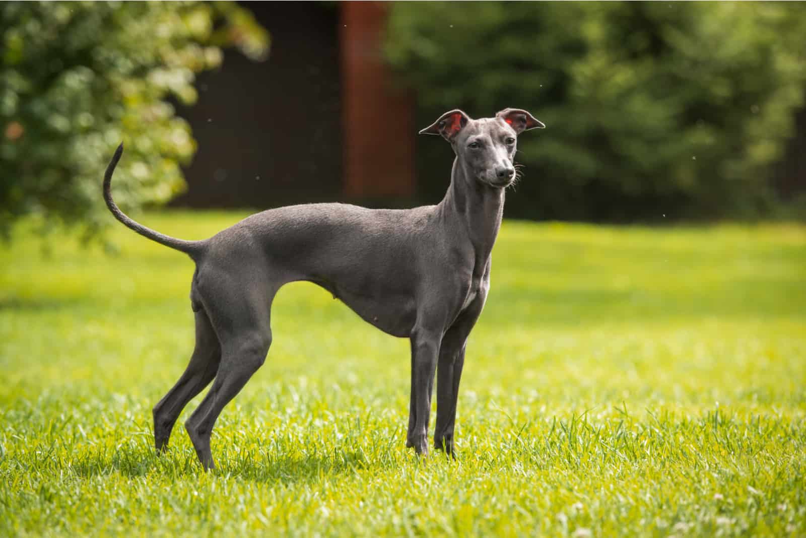 The 8 Best Greyhound Breeders In The States