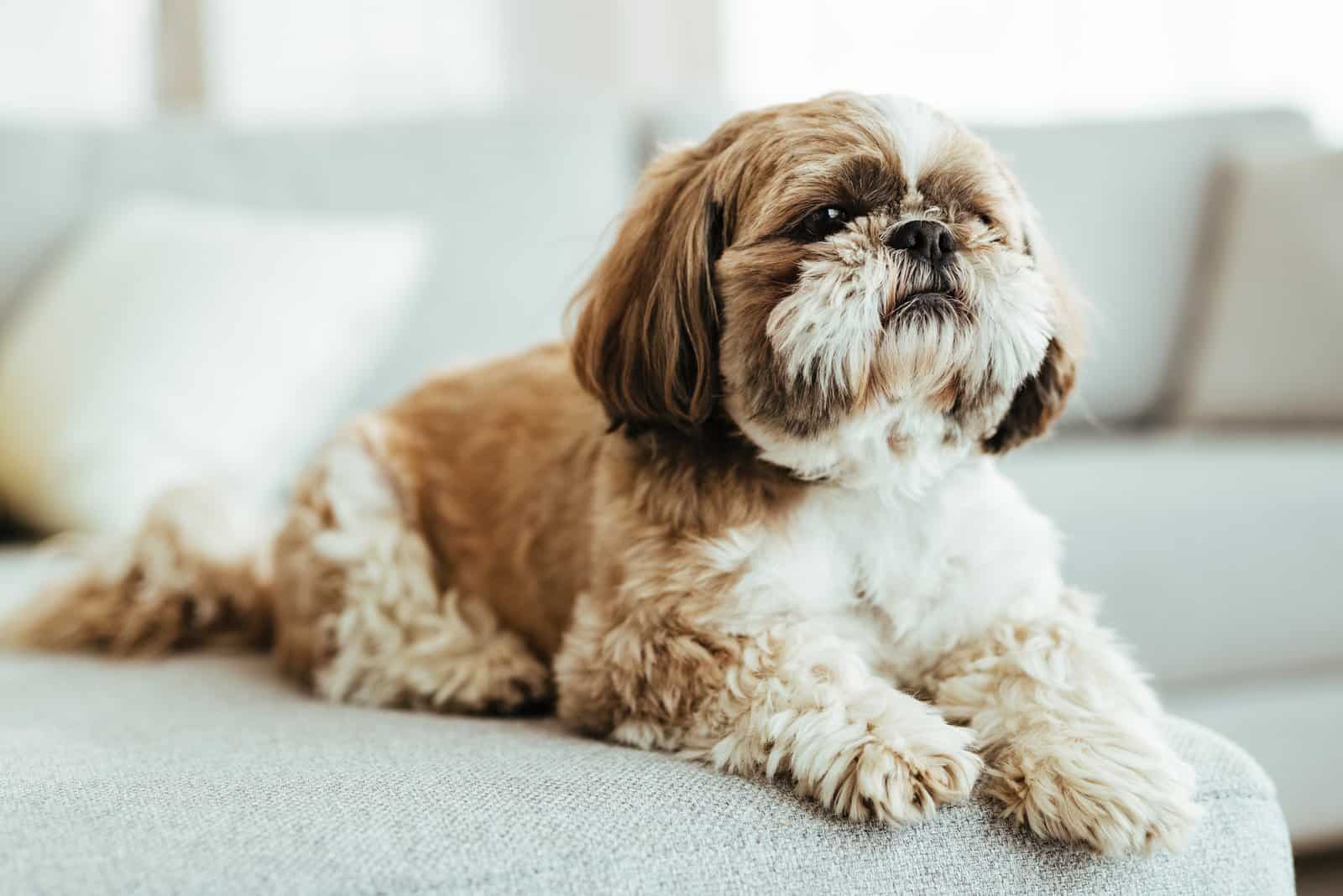 The 8 Best Shih Tzu Breeders In California