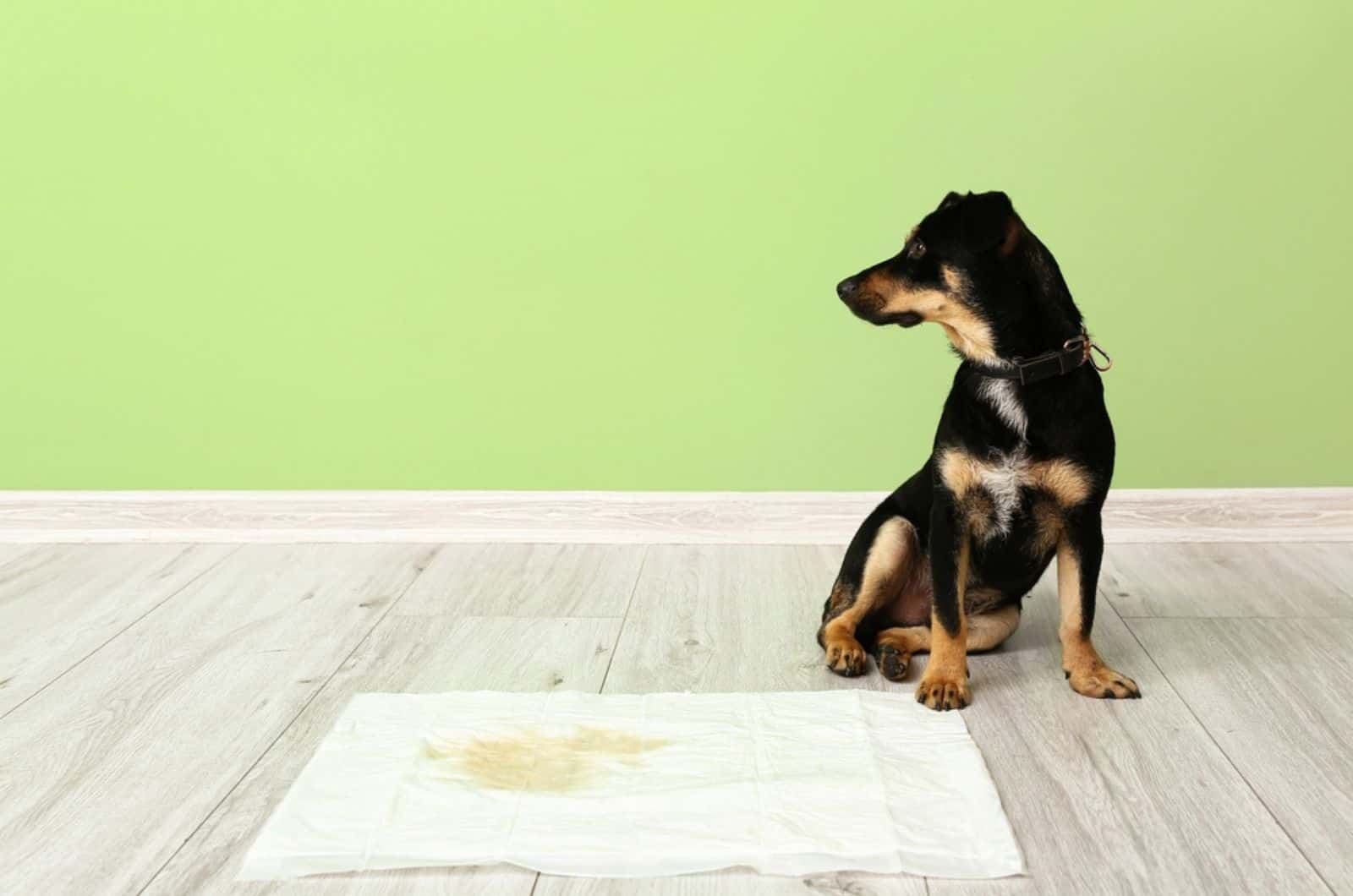 The 9 Best Indoor Dog Potty Options