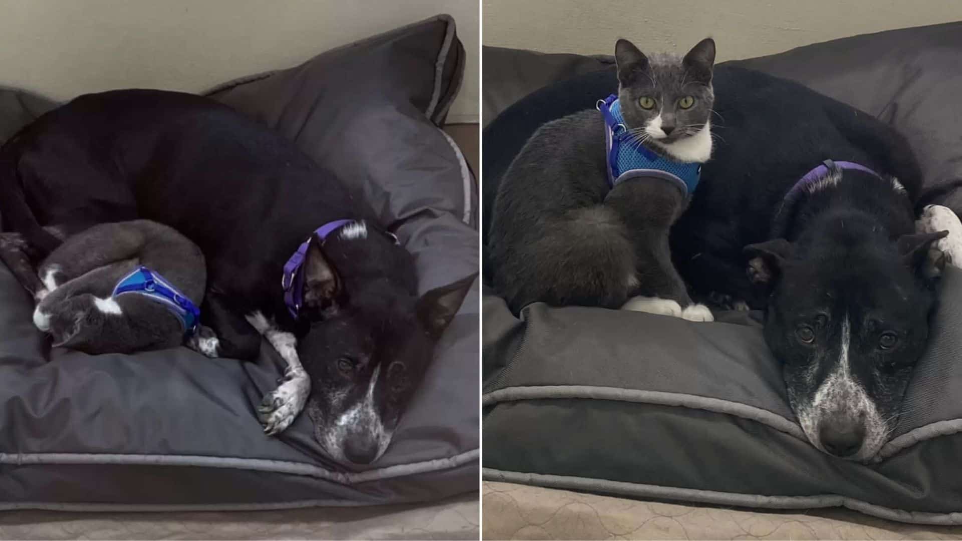 The Adorable Dog And Cat Duo Refuse To Be Separated, Even After Being Rescued