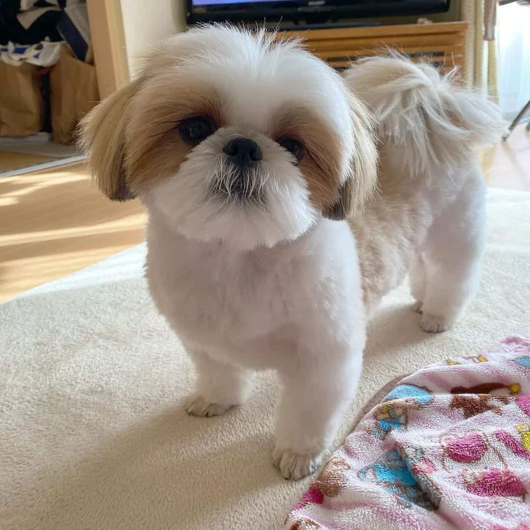 the adorable shih tzu is standing in the house