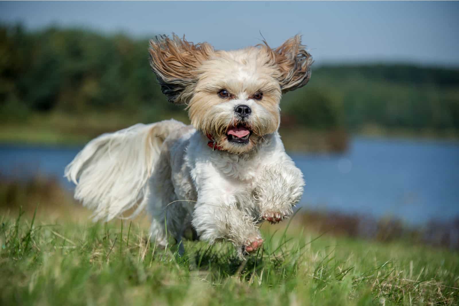 the adorable Shih Tzu runs across the meadow