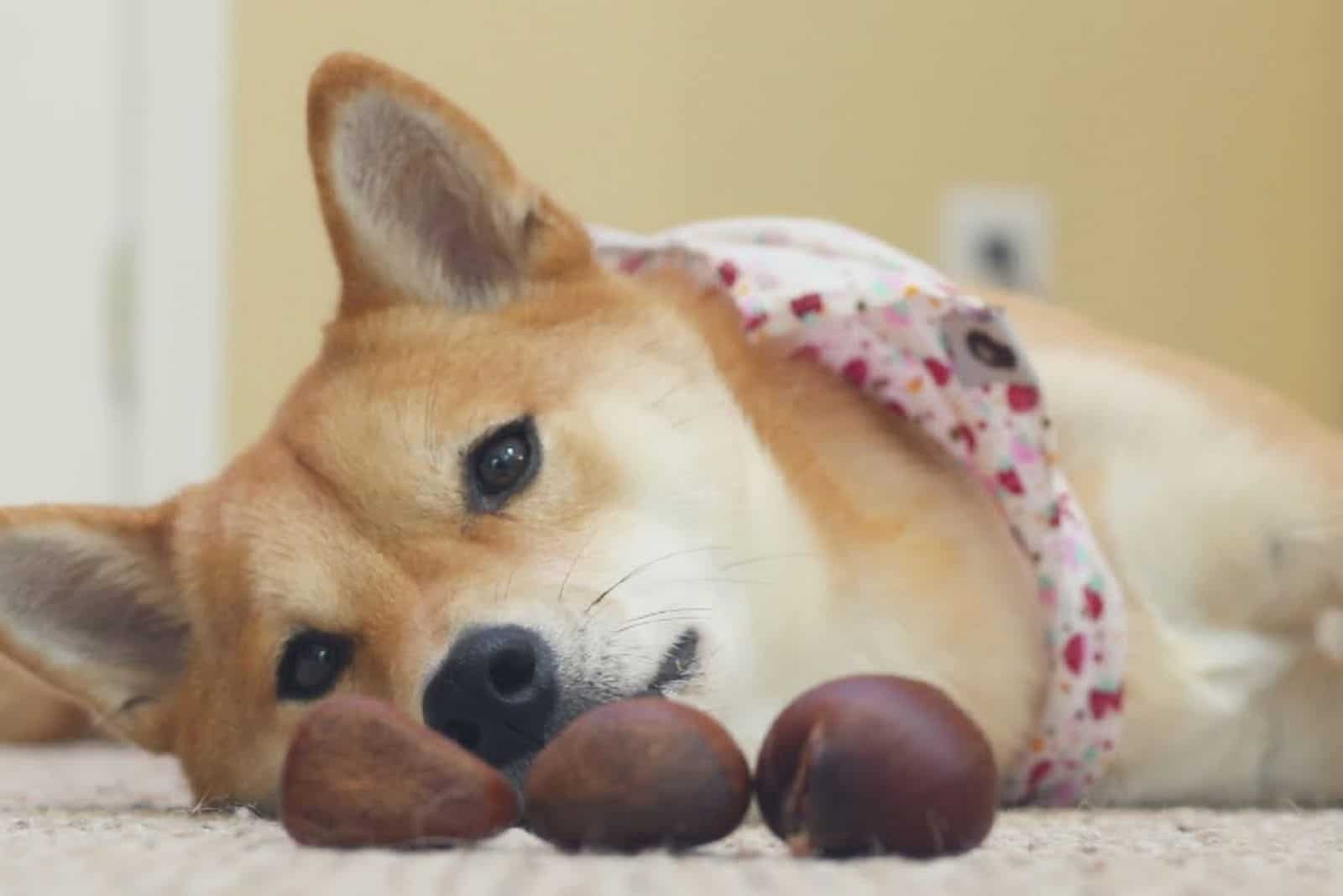 the akita inu lies and looks at the three chestnuts in front of him