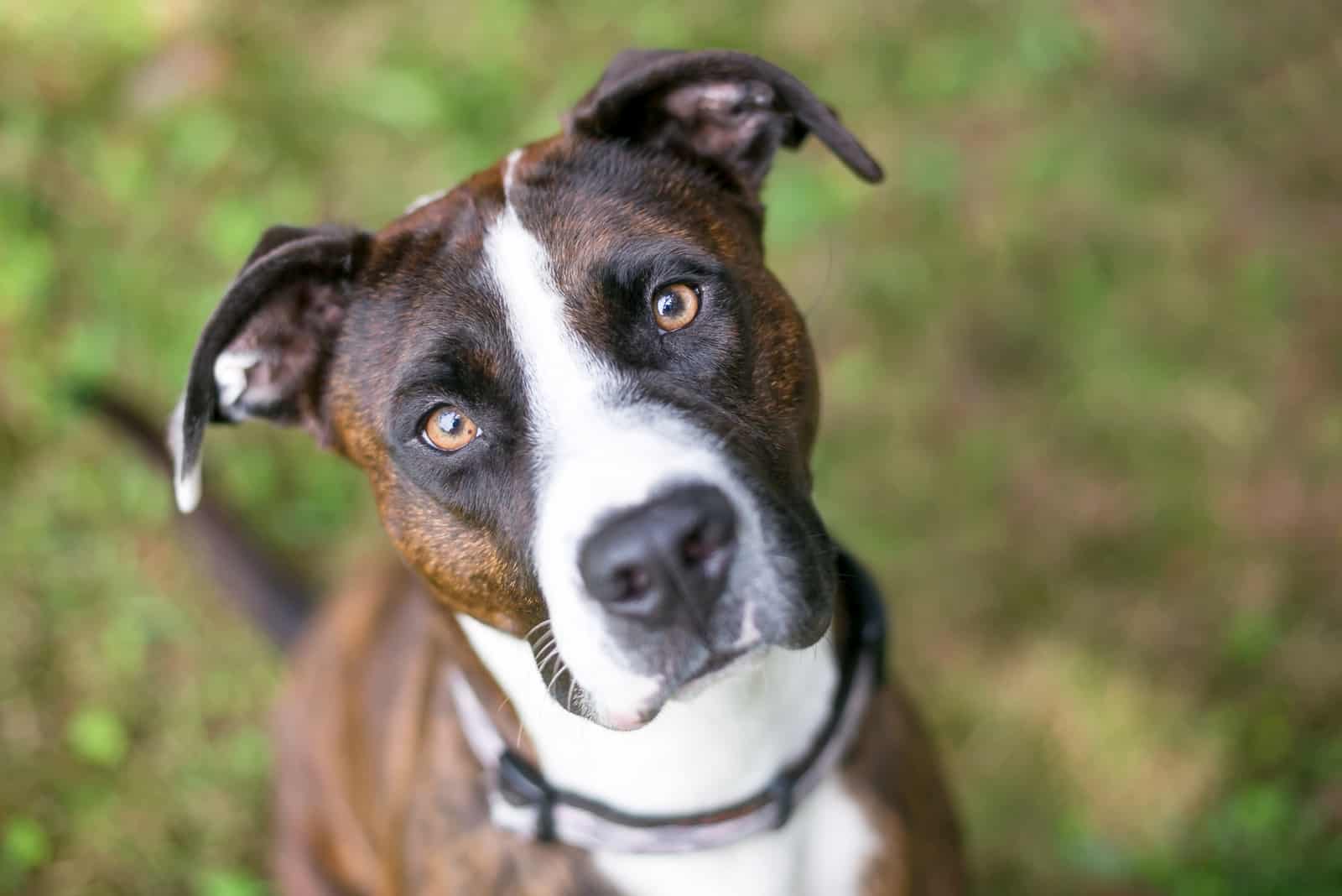 The American Bulldog mixed looking up at camera