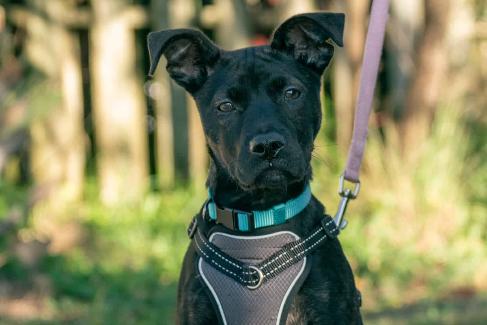 The American Bulldog Shepherd looking at camera