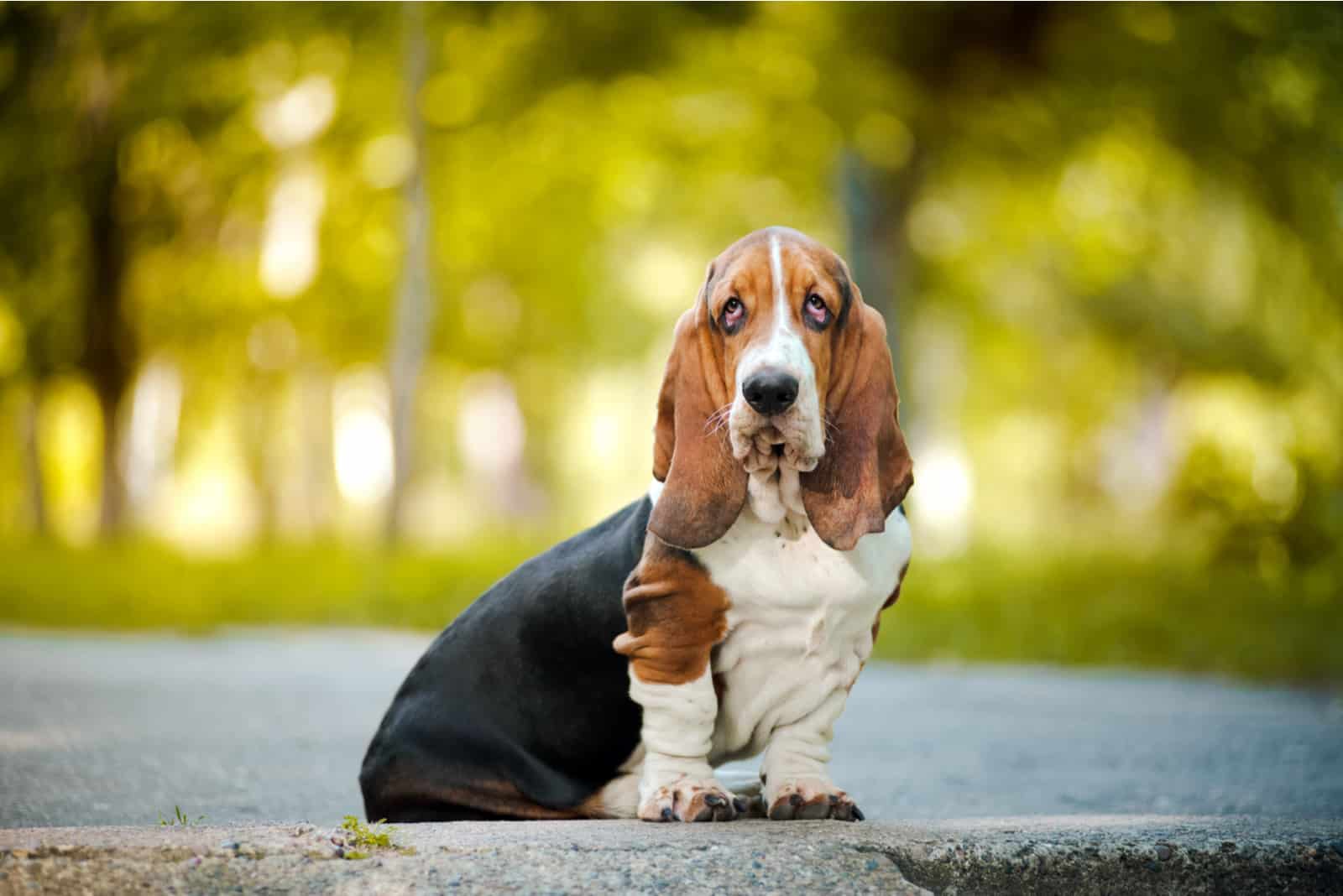 The Basset Hound sitting on street