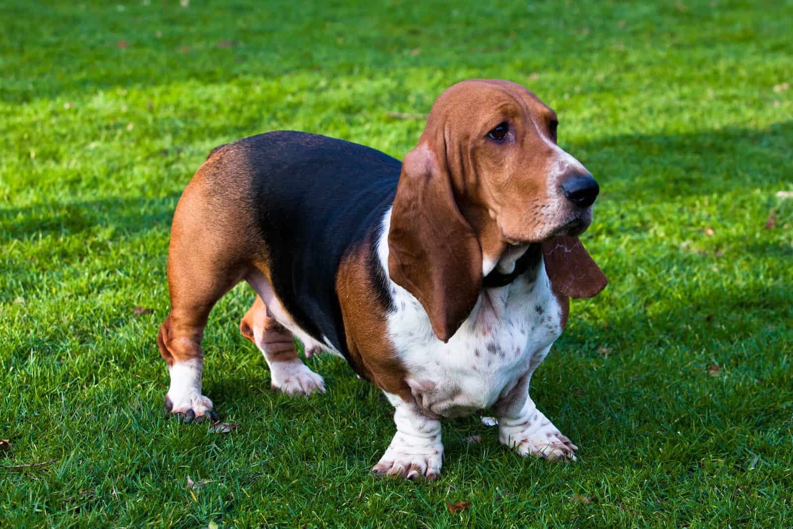 the bassinet hound standing outside on grass