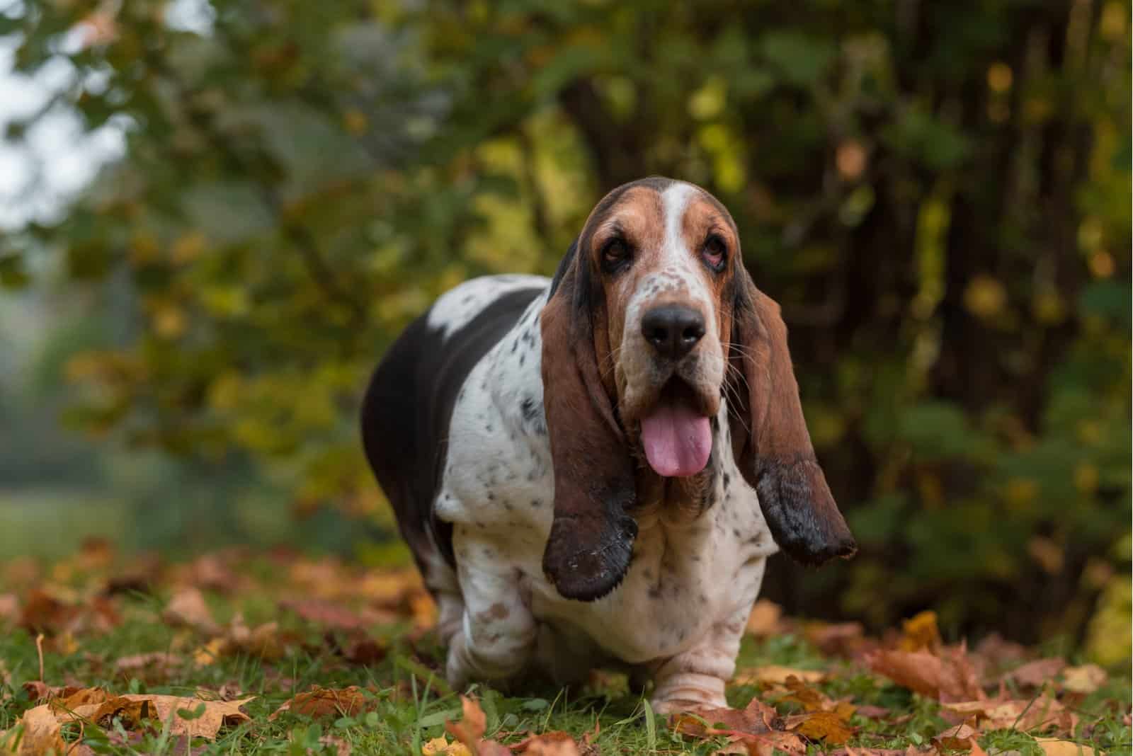 the bassinet hound walking outside