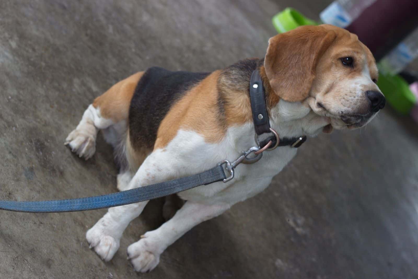 The Beagi Thai dog on a leash