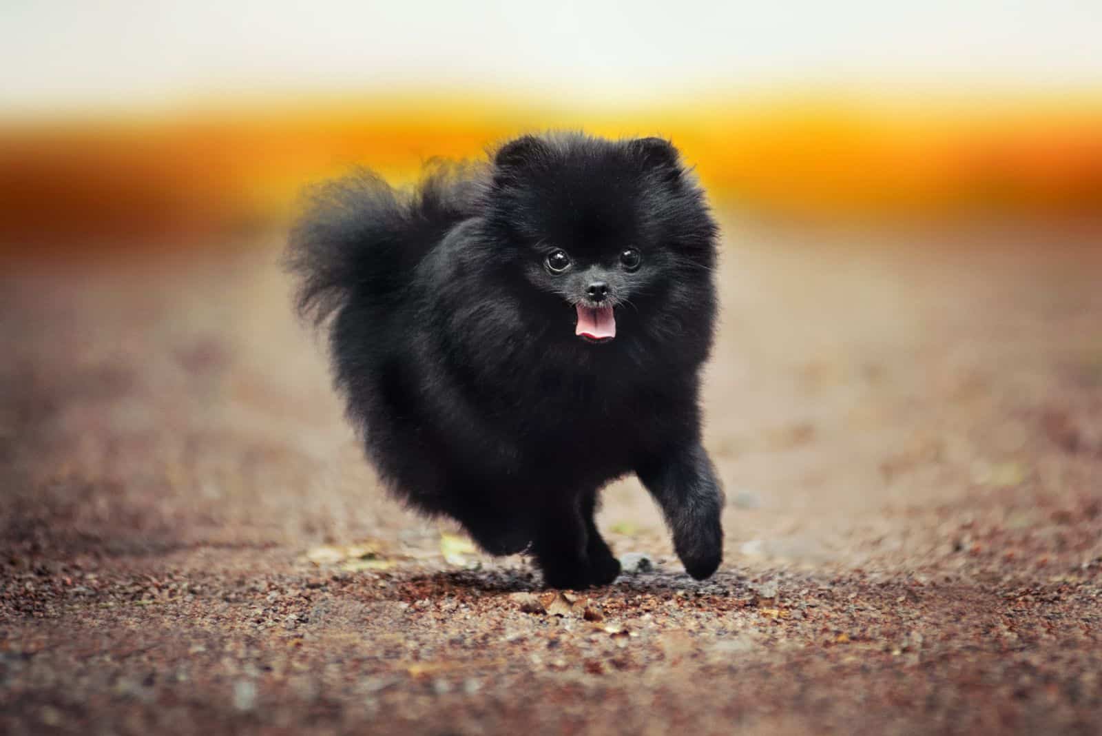 the beautiful black pomeranian is running