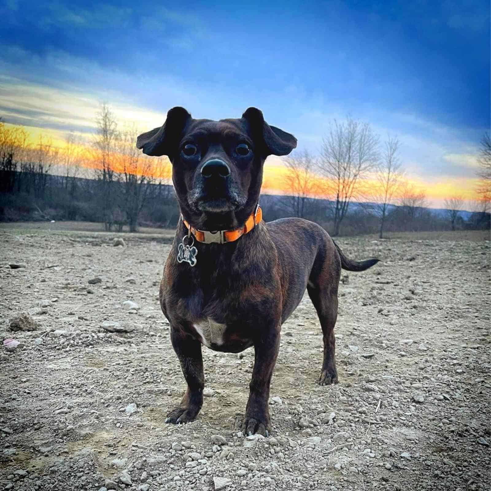 the beautiful Bo-Dach stands and looks at the camera