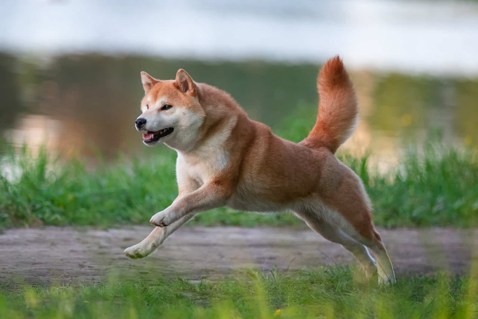 the beautiful shiba Inu runs