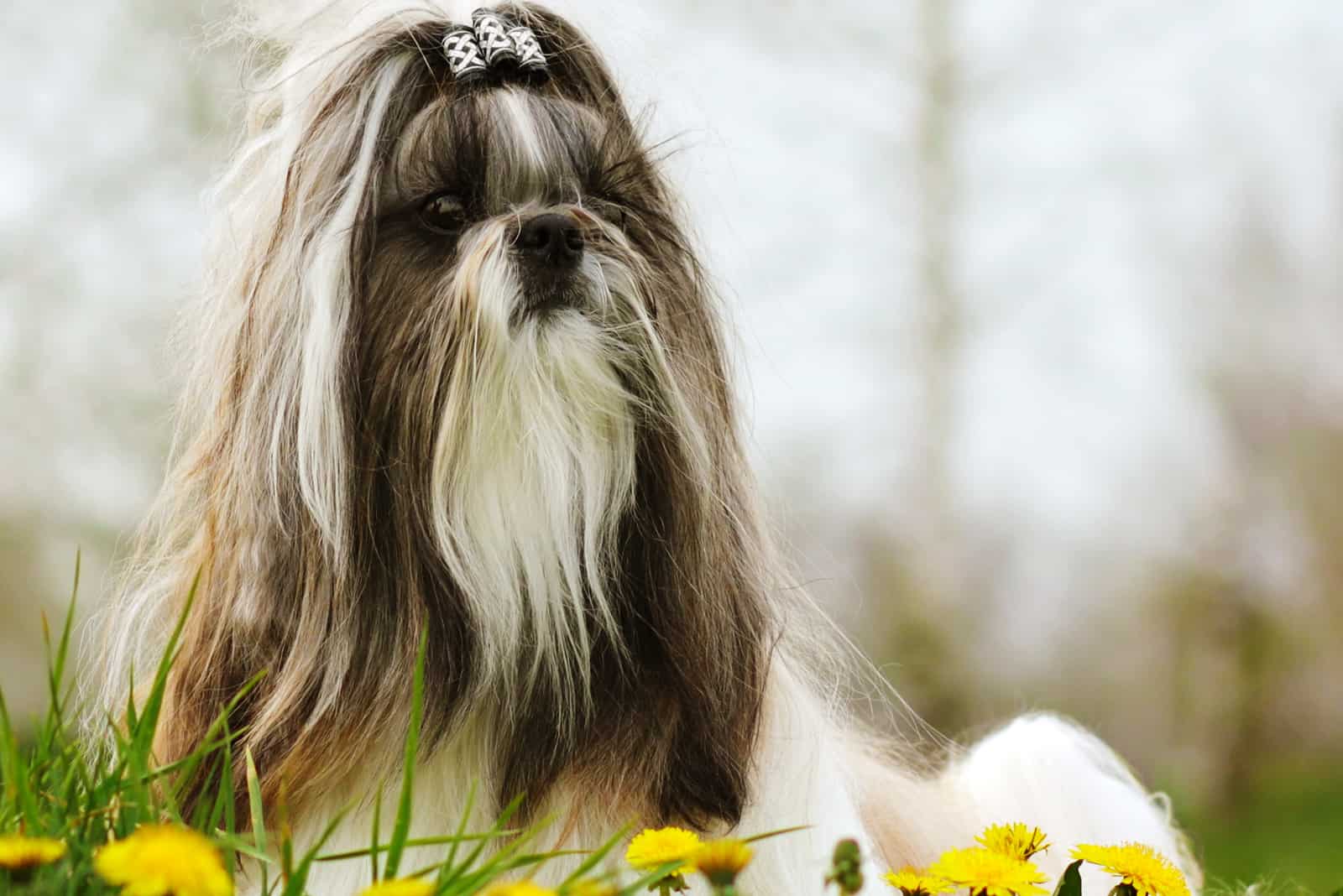 the beautiful Shih Tzu lies in the grass