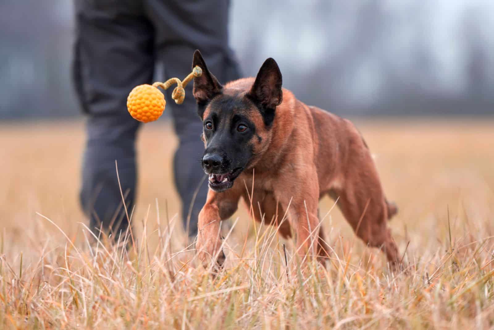 the Belgian charmer runs down the field after the ball