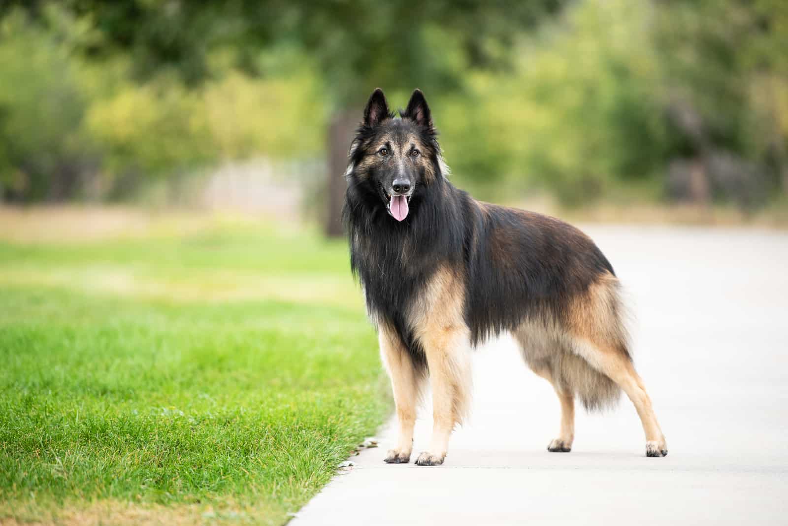 The Belgian Tervuren standing outside