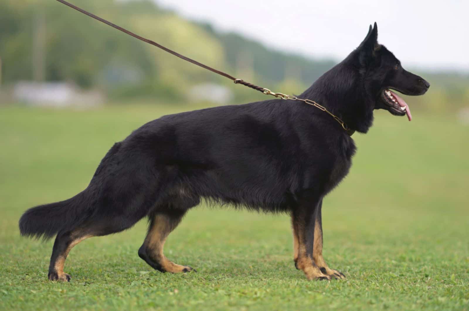 These Are The Facts About The Bicolor German Shepherd