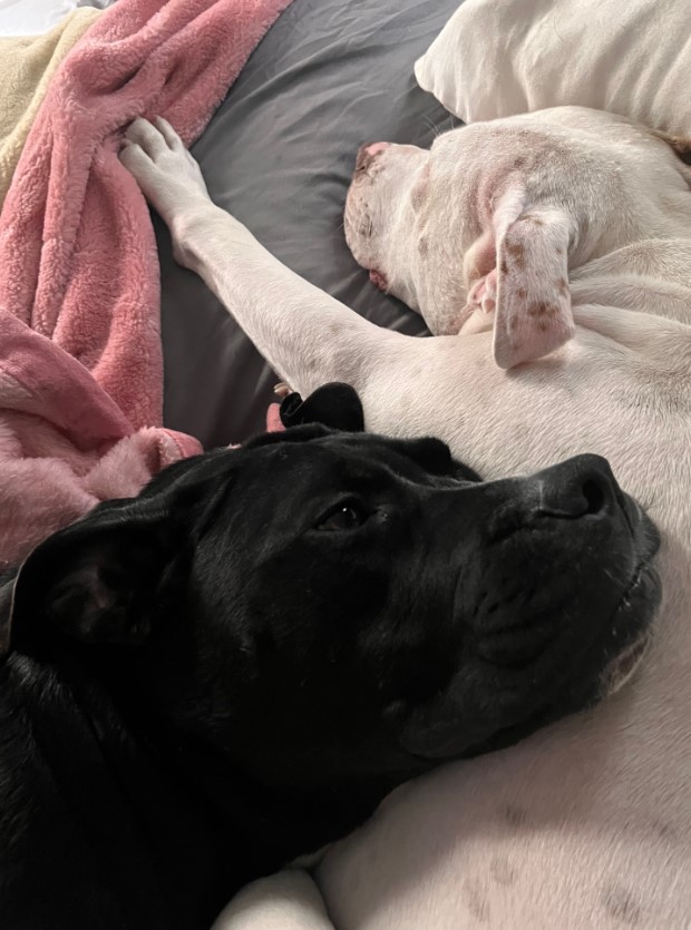 the black dog resting its head on the white one as they lie on the bed