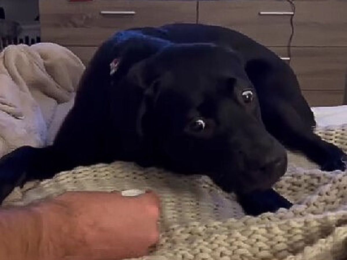 The Black Lab confused