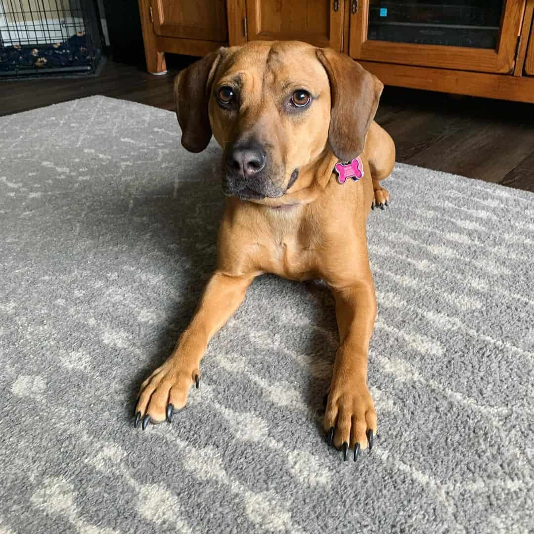 The Black Mouth Cur Pitbull Mix posing for camera