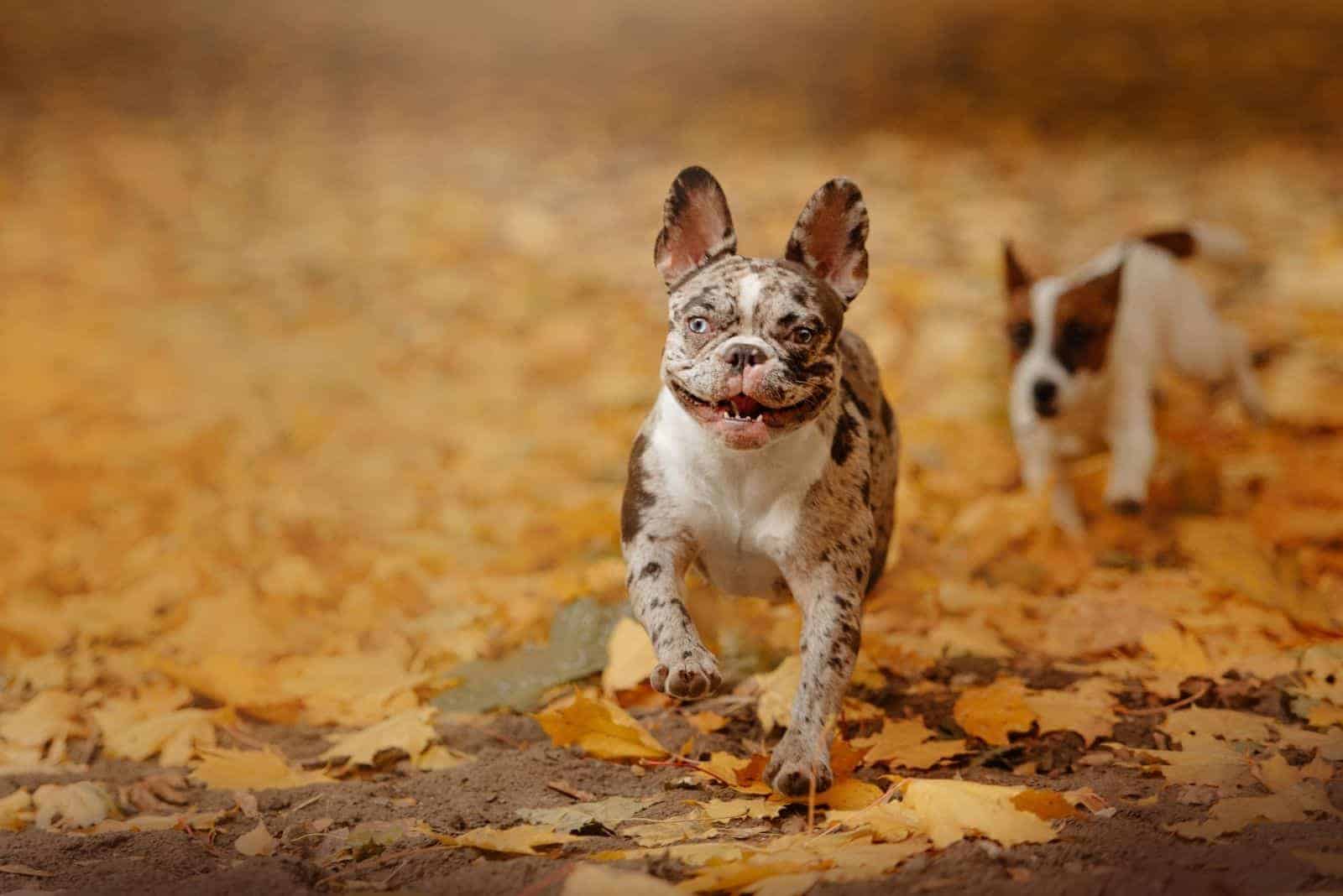 The Blue Merle Bulldog: The French And English Edition