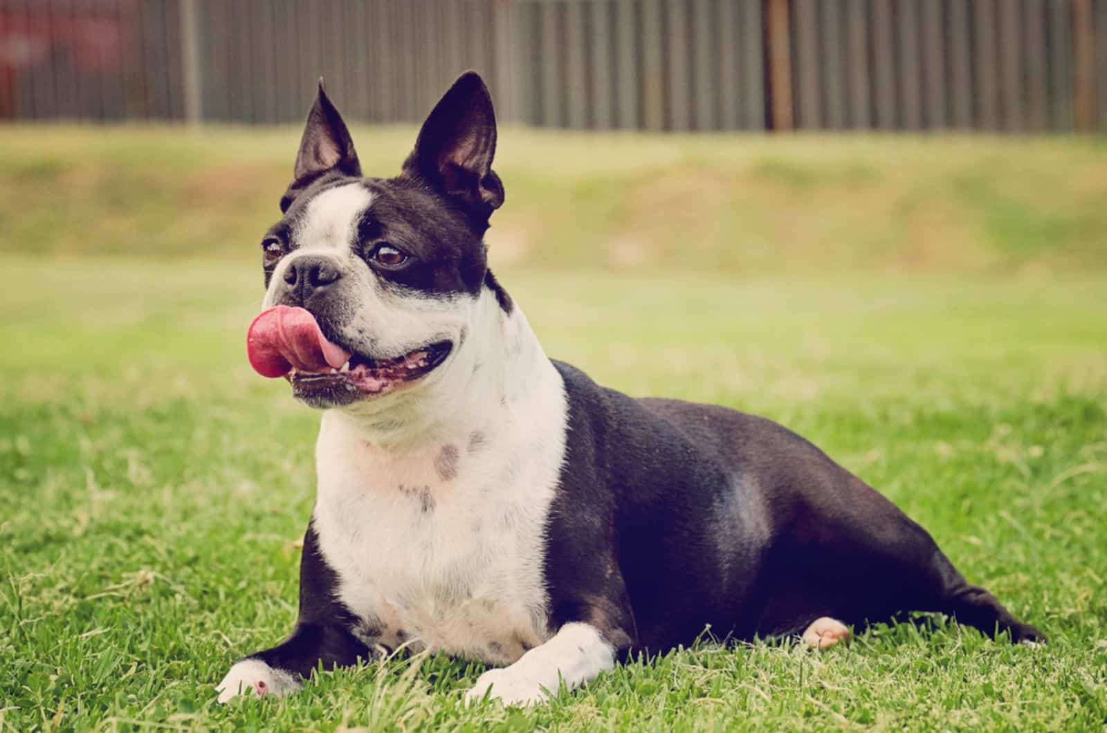 The Boston Terrier Lifespan: 5 Top Things That Influence It