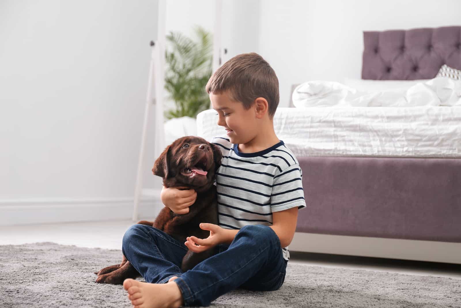 the boy is playing with a brown labrador