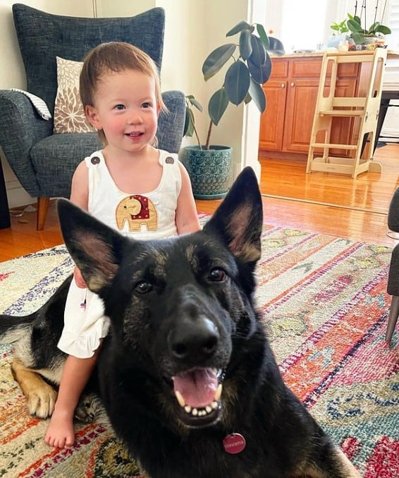 the boy sits on the back of a German shepherd