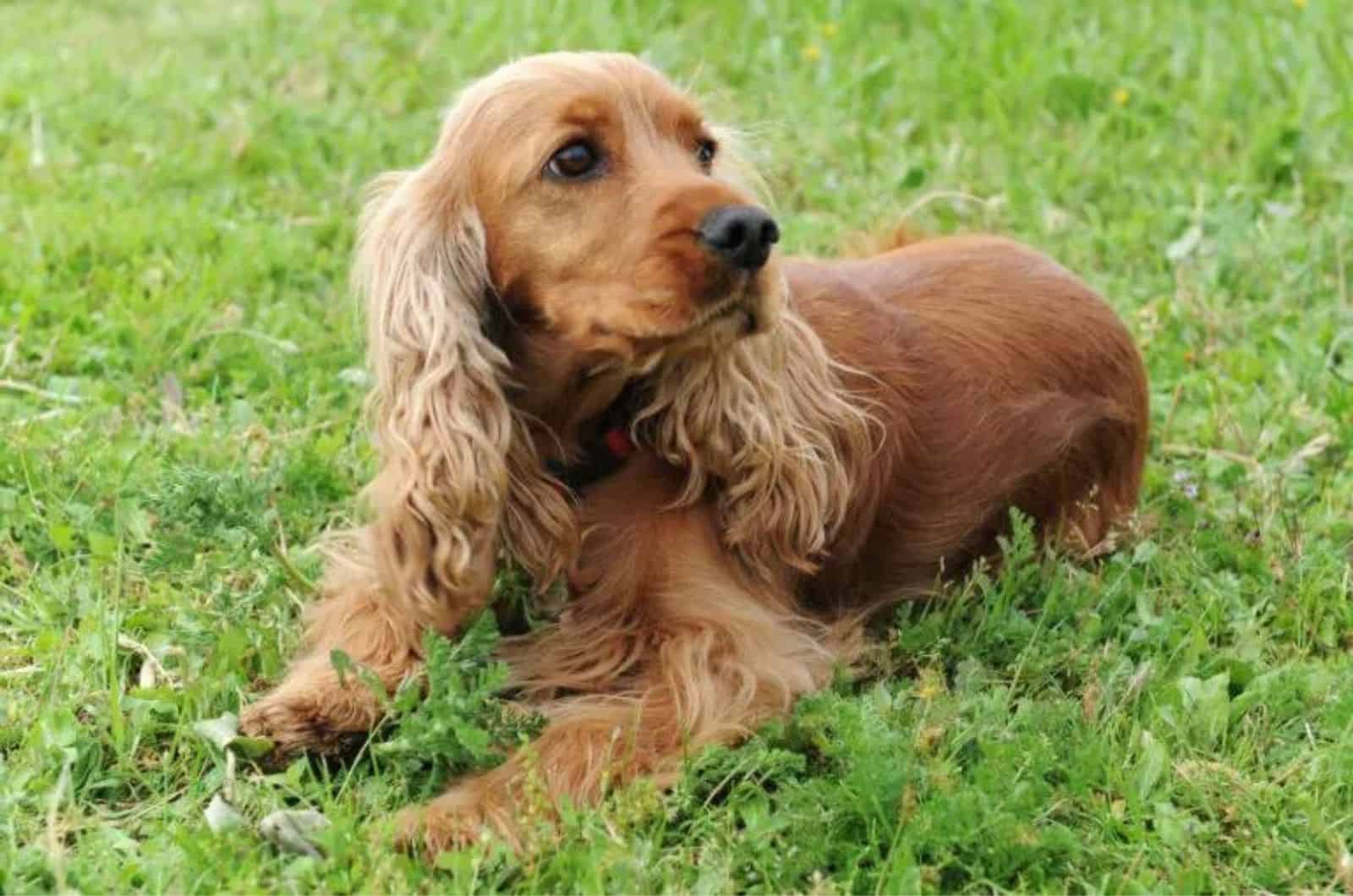 The Boykin Spaniel sitting on grass