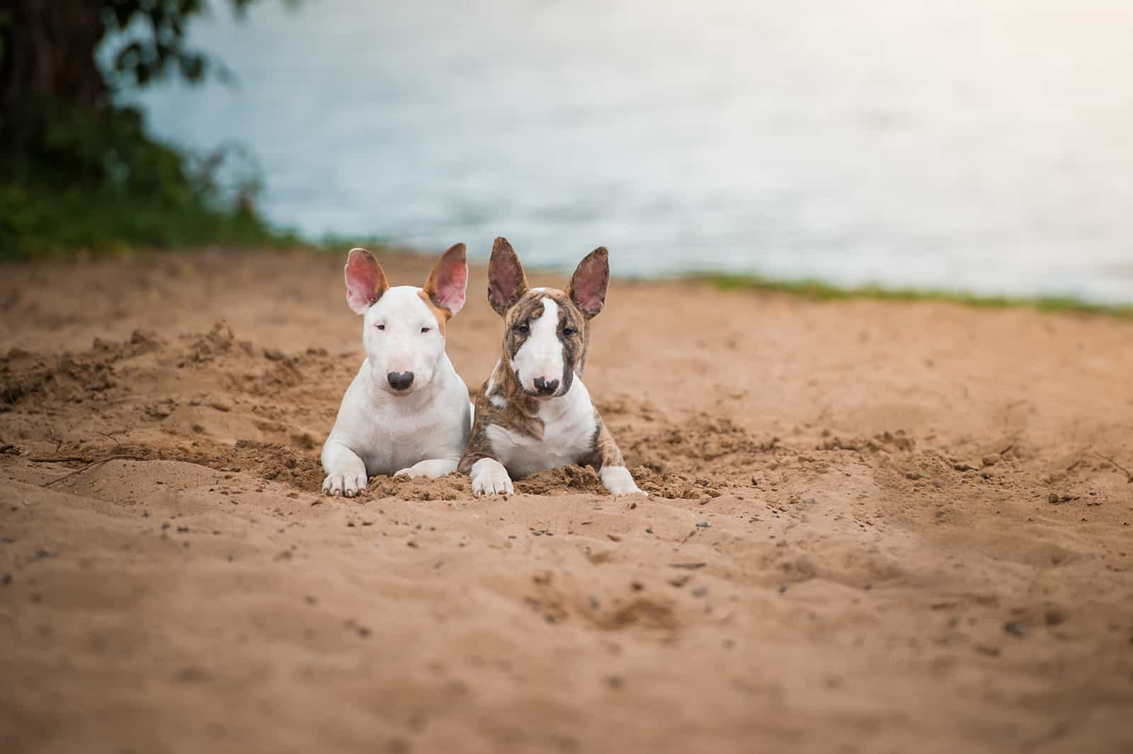 5 Bull Terrier Colors You Need To Know About