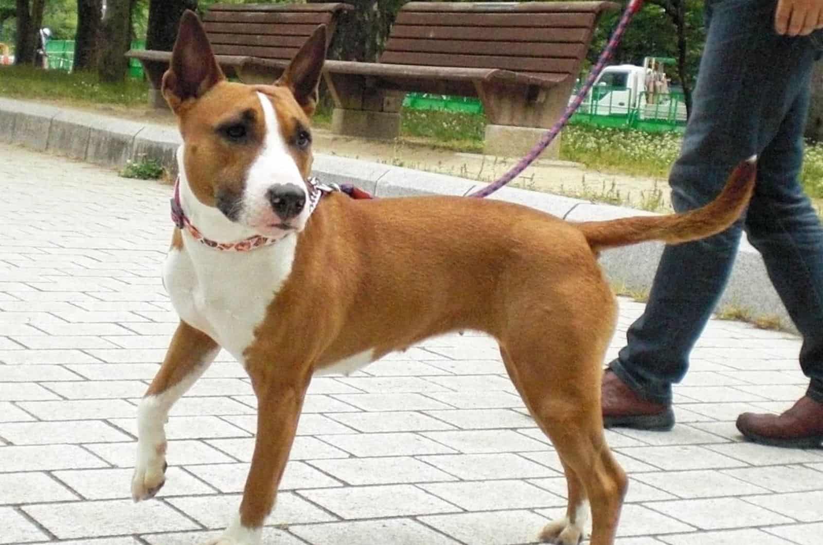 The Bull Terrier Pitbull Mix Is An Instant Mood Fix