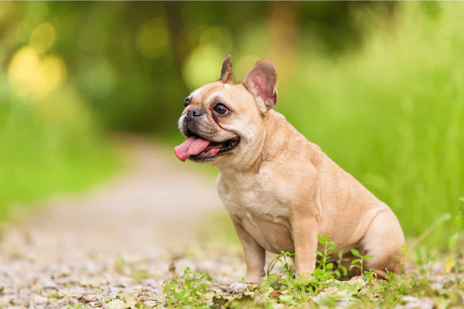 The bulldog is sitting in the grass