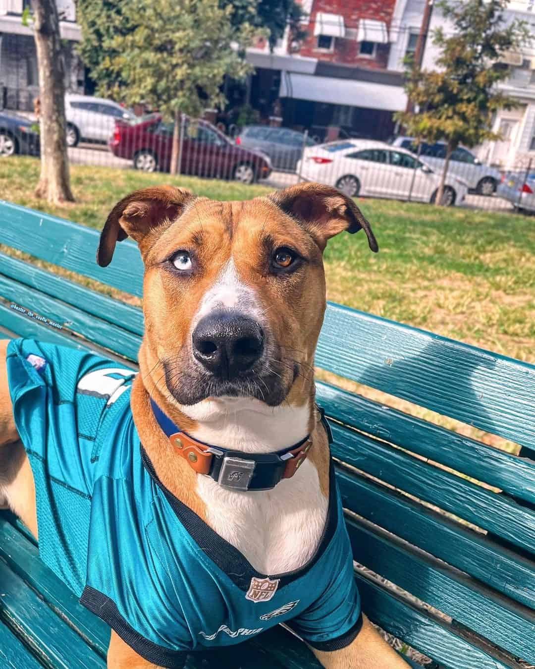 The Bully Pitsky sitting in park looking at camera