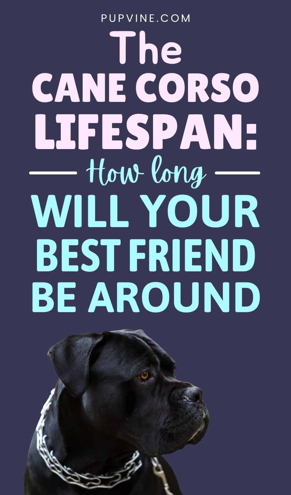 The Cane Corso Lifespan: How Long Will Your Best Friend Be Around