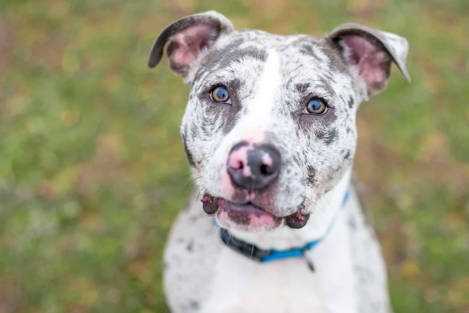 The Catahoula Pit Mix: A Mix You Never Heard Of Before