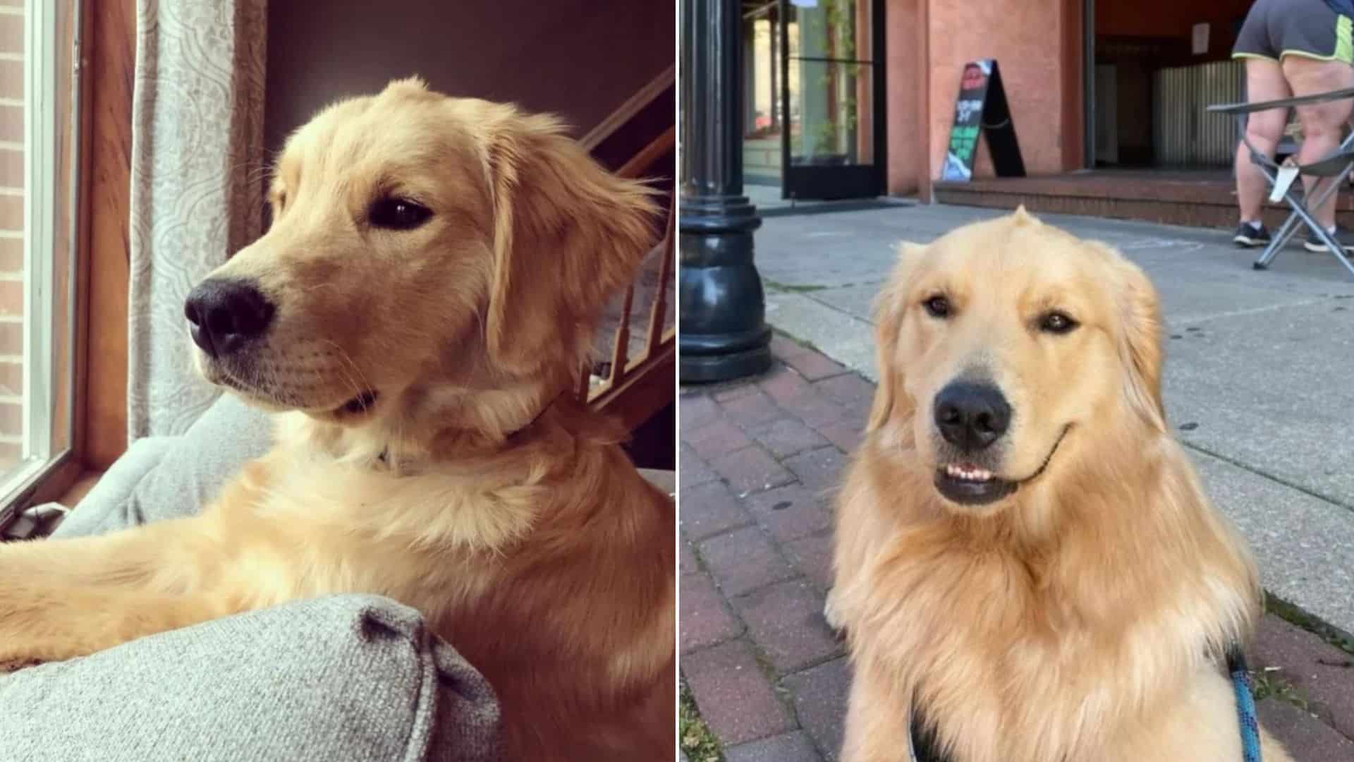 Stanley Is A Golden Retriever With A Tiny Mohawk