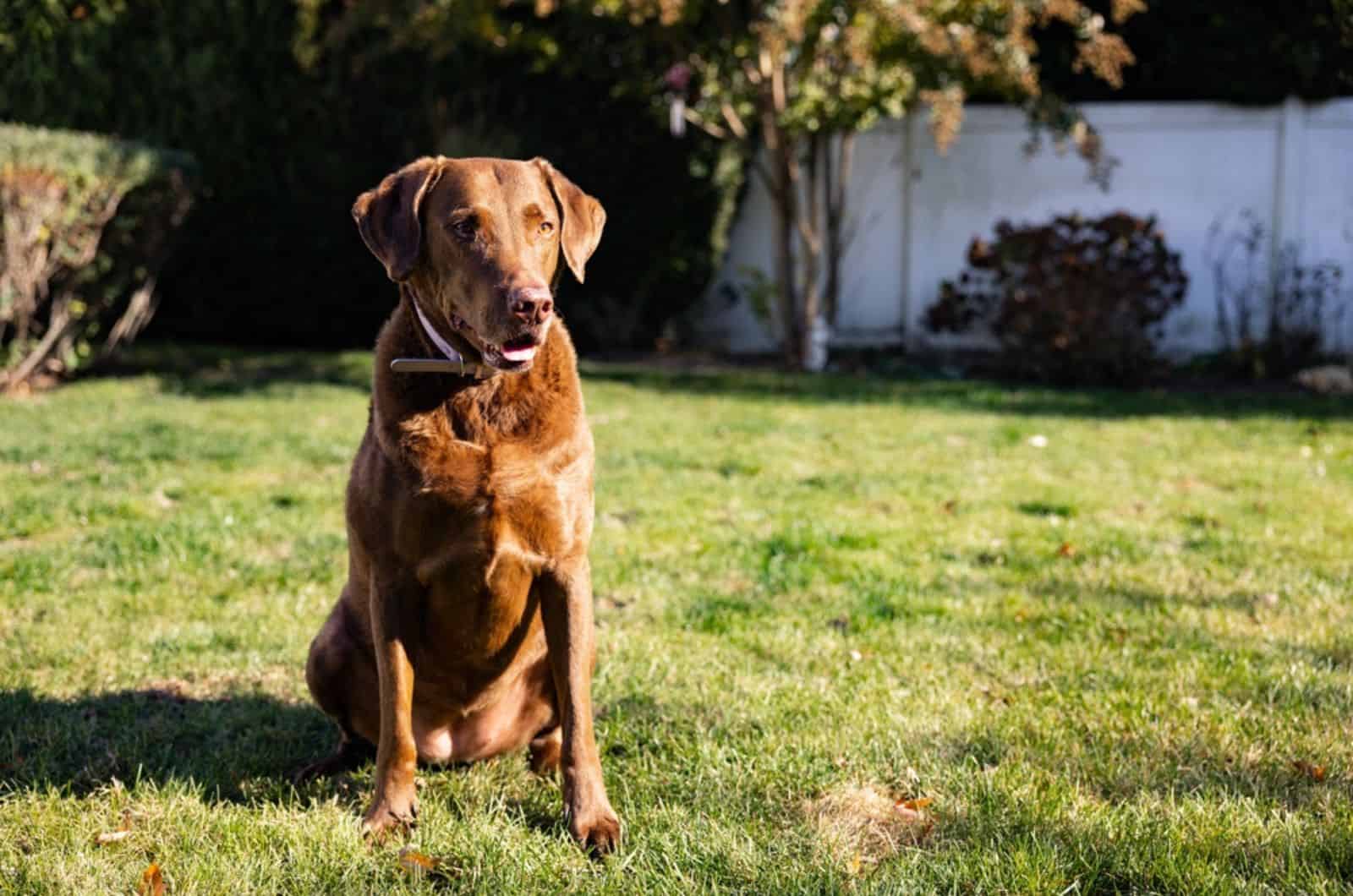 The Chesapeake Bay Retriever Growth Chart Revealed